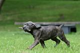 CANE CORSO 1231